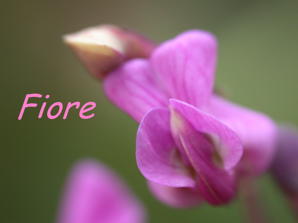 Lathyrus linifolius / Cicerchia a foglie di lino